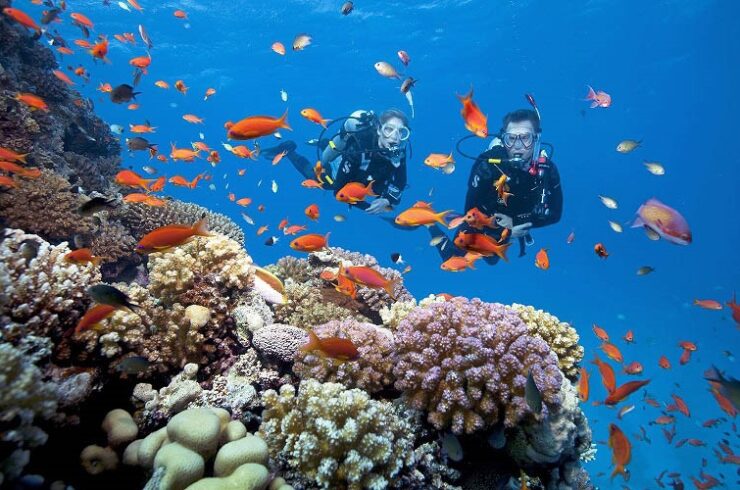 Tour Guided Dives for Certified Divers